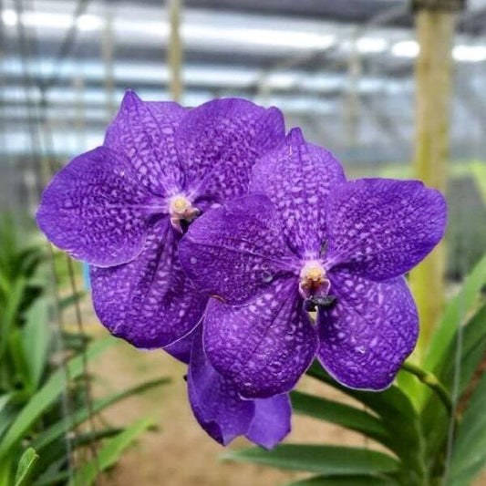 Vanda orchid V PEGGY SUE #93