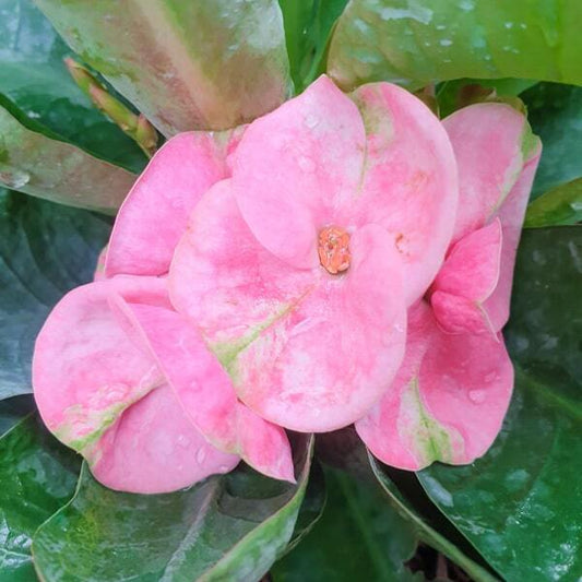 Euphorbia Milii PERMPOONSAB