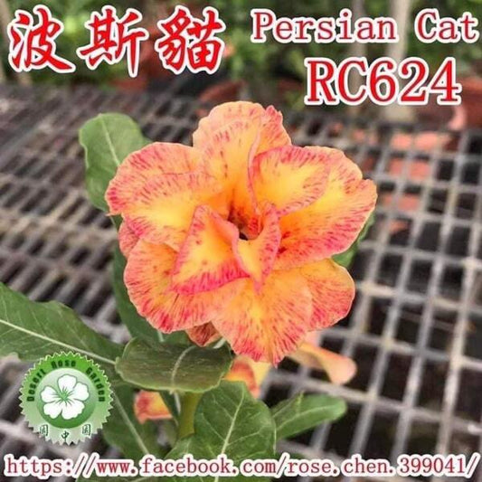 Adenium obesum PERSIAN CAT