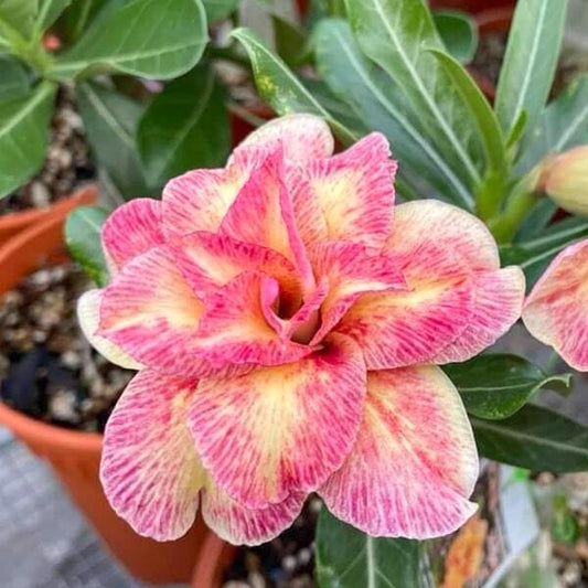 Adenium obesum PERSIAN CAT