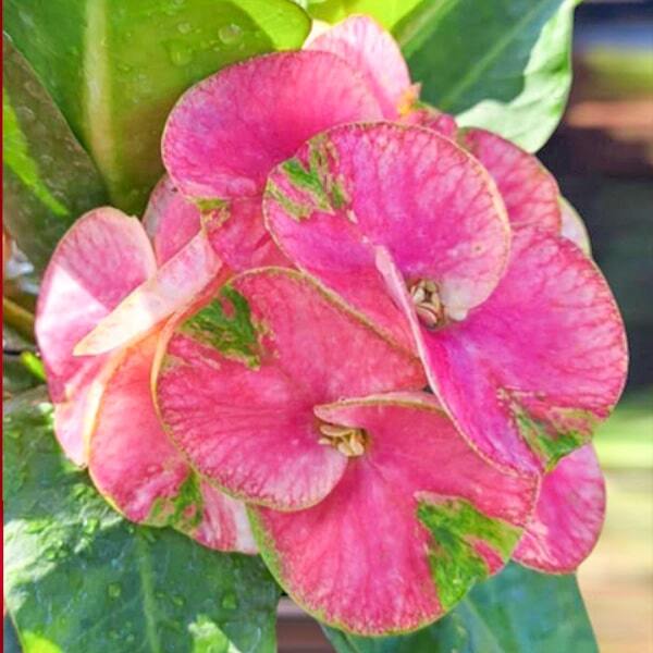 Euphorbia Milii PETCH JOMPOL