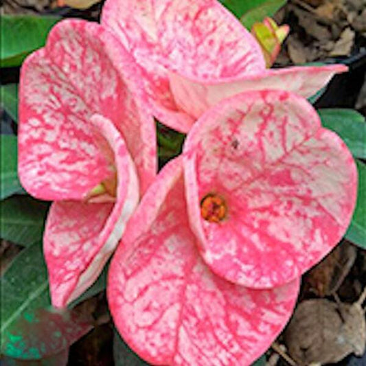 Euphorbia Milii PETCH KASEM