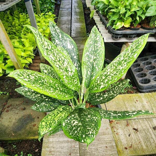 Aglaonema PHET RACHA