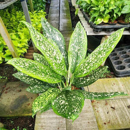 Aglaonema PHET RACHA
