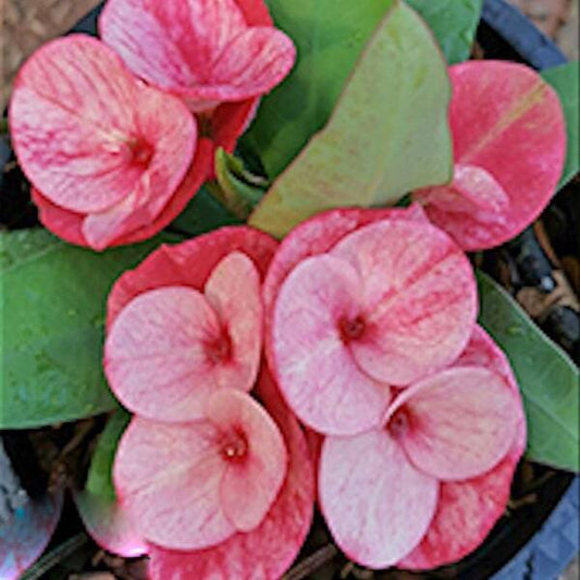 Euphorbia Milii PETCH SEDTHEE