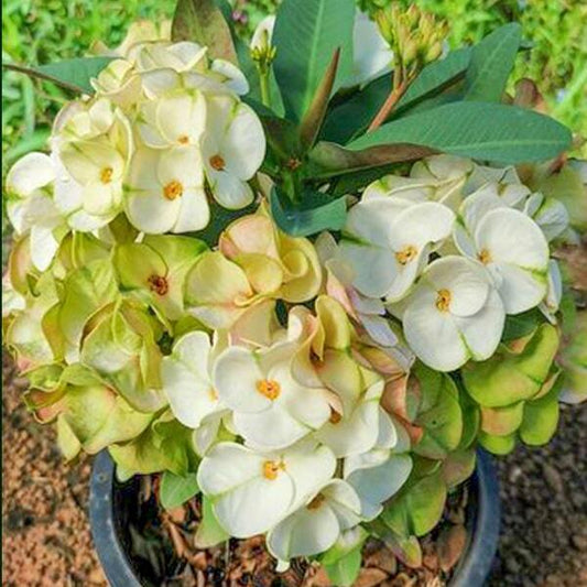 Euphorbia Milii PETCH UDOM