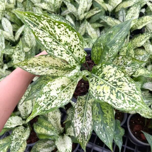 Aglaonema PHET NAM NUENG (FIRST DIAMOND)