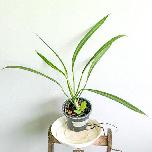 Philodendron ALTERNANS