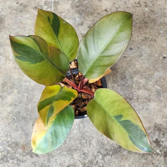 Philodendron BLACK CARDINAL VAR