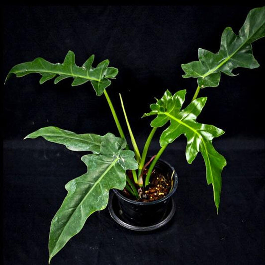 Philodendron BOB CEE