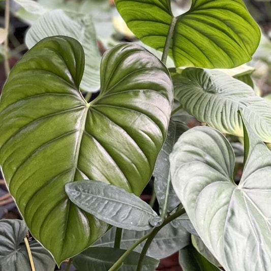 Philodendron COLUMBIA
