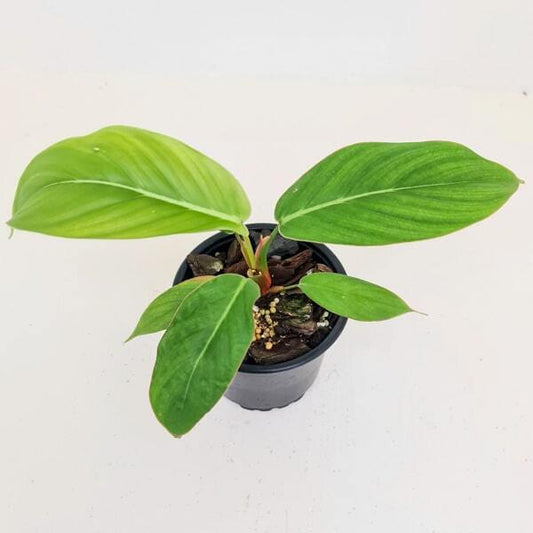 Philodendron GENICULATUM