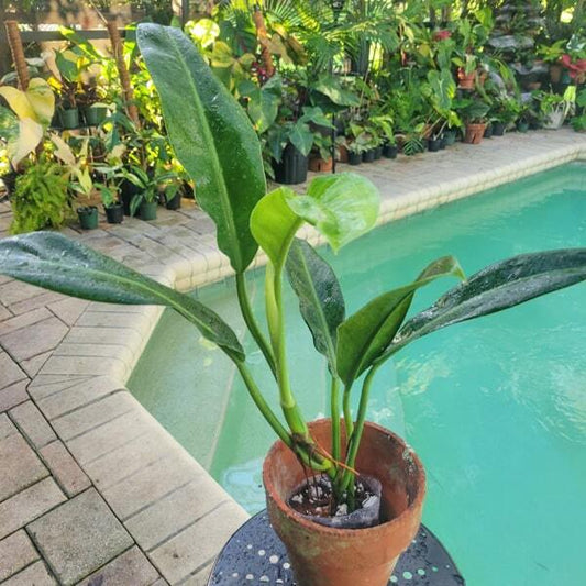 Philodendron GLAZAVOII