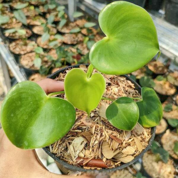Philodendron GRAZIELAE