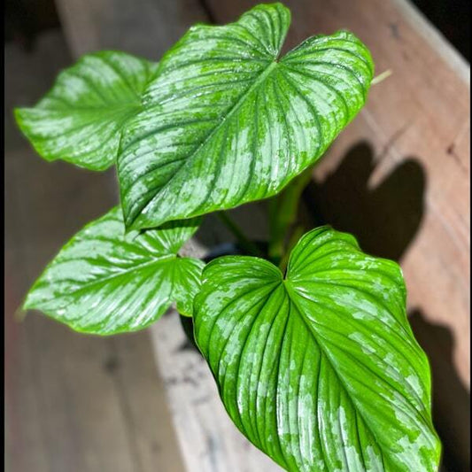 Philodendron MAMEI