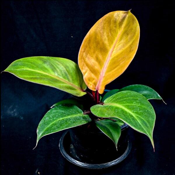 Philodendron MC COLEYS FINALE