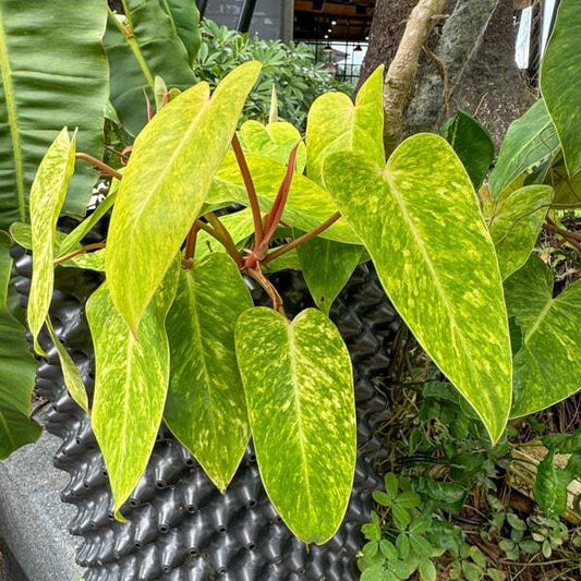 Philodendron PAINTED LADY