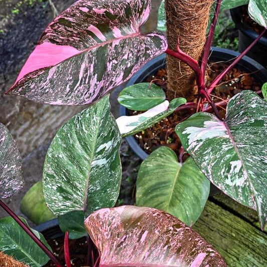 Philodendron PINK PRINCESS GALAXY