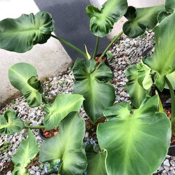 Philodendron ROGUSUM ABERRANT FORM