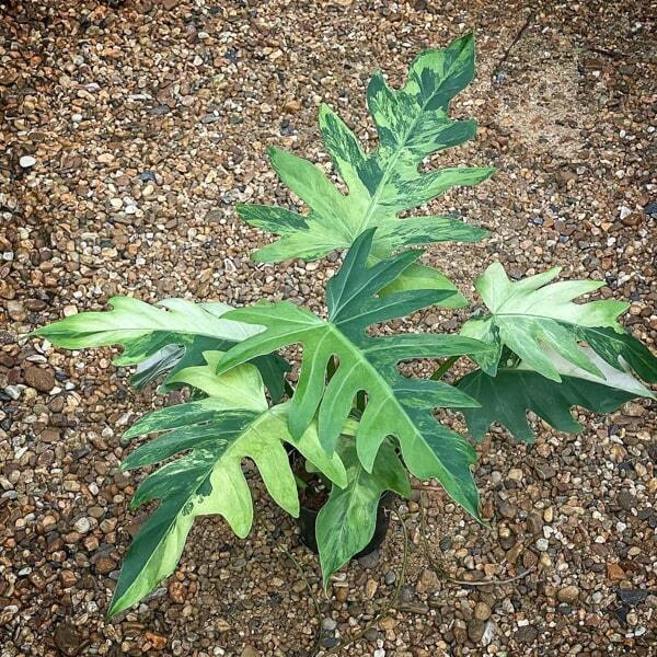 Philodendron RADIATUM VAR N1 MARBLE