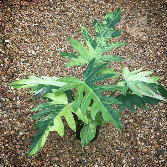 Philodendron RADIATUM VAR N1 MARBLE