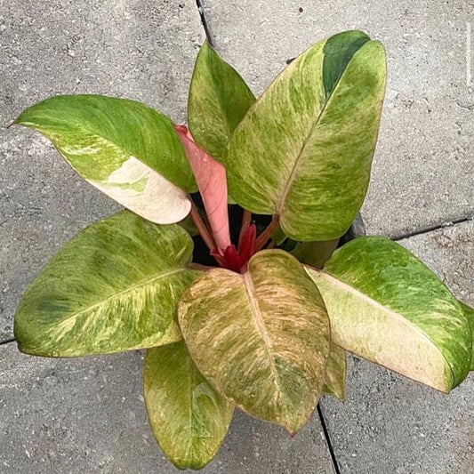 Philodendron RED CONGO VAR MINT