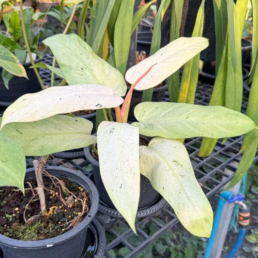 Philodendron WHIPPLE WAY N1