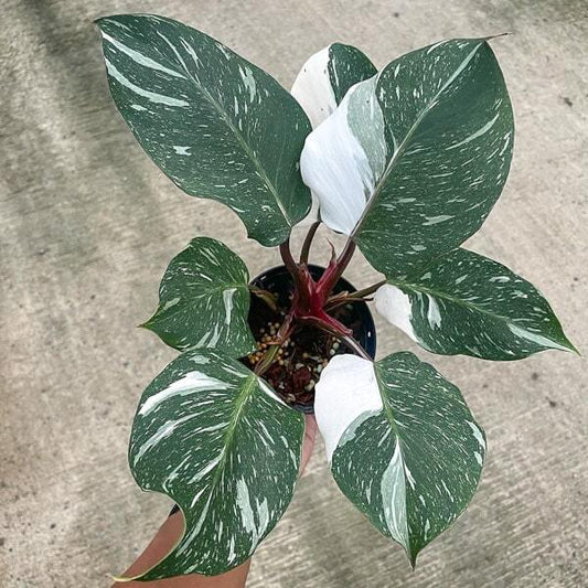 Philodendron WHITE KNIGHT MARBLE