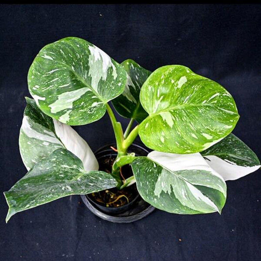 Philodendron WHITE WIZARD MARBLE