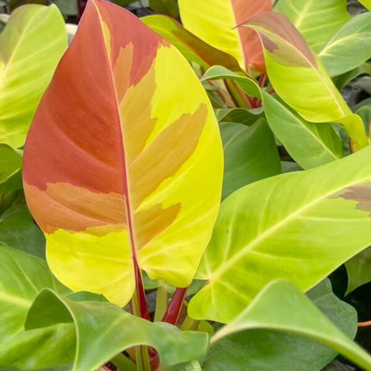 Philodendron YELLOW FLAME