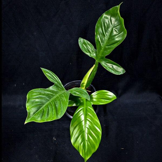 Philodendron APPLANATUM