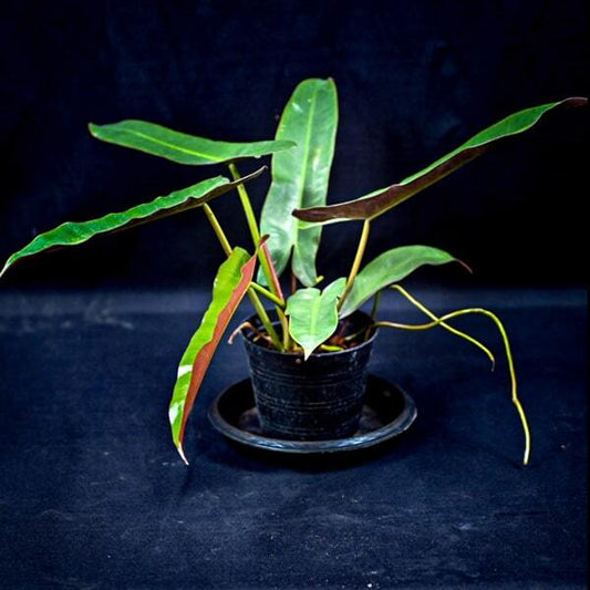 Philodendron ATABAPOENSE