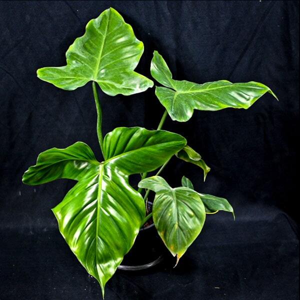 Philodendron BARROSOANUM
