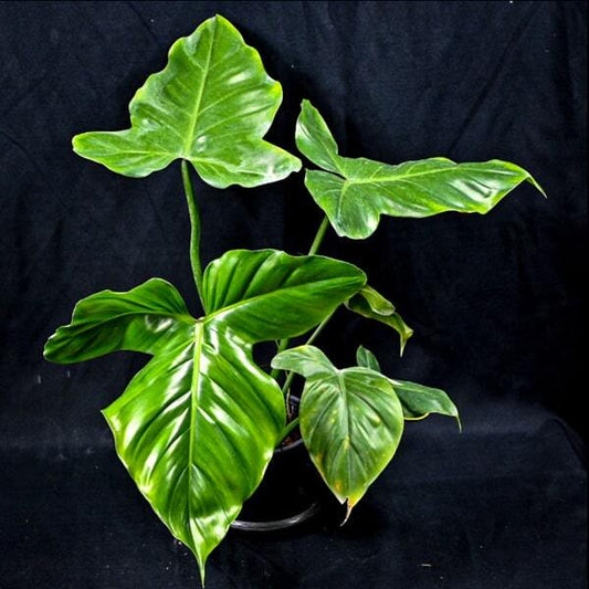 Philodendron BARROSOANUM
