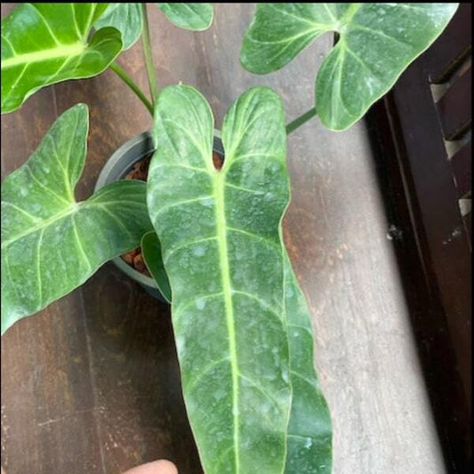 Philodendron BERNARDO PAZZI FLATTENED PETTIOLE