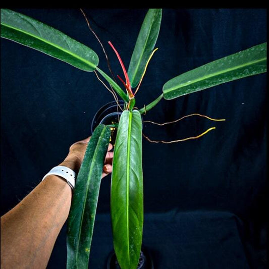 Philodendron BICOLOR