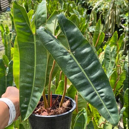 Philodendron BILLIETIAE