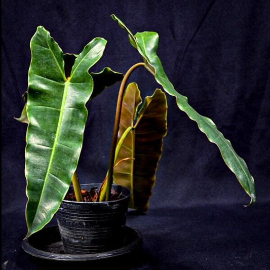 Philodendron BILLIETIAE DARK BROWN