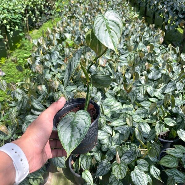 Philodendron BRANDTIANUM