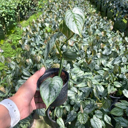 Philodendron BRANDTIANUM