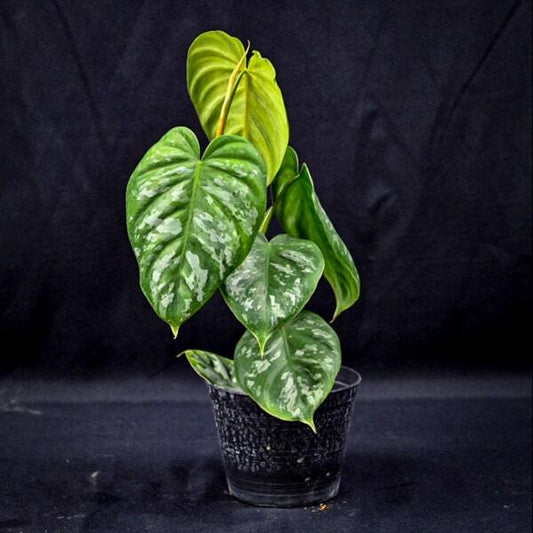 Philodendron BRANDTIANUM WILD FORM