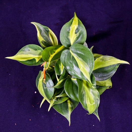 Philodendron BRASIL
