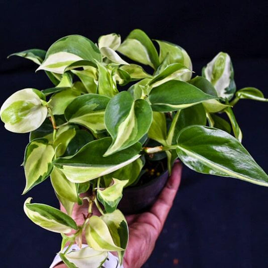 Philodendron BRASIL CREAM SPLASH