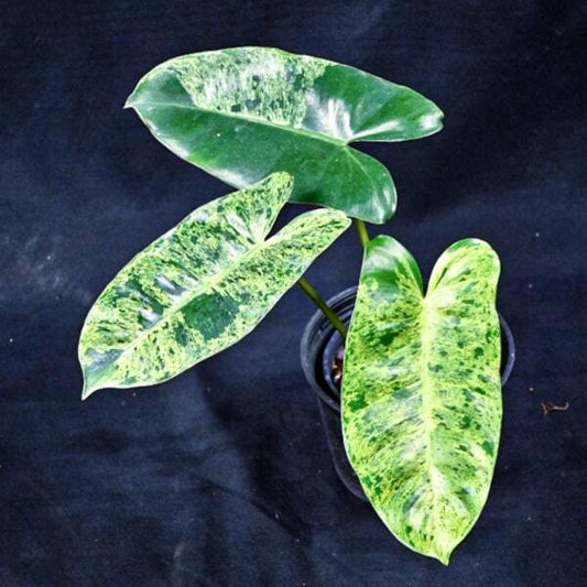 Philodendron BURLE MARX VAR MINT