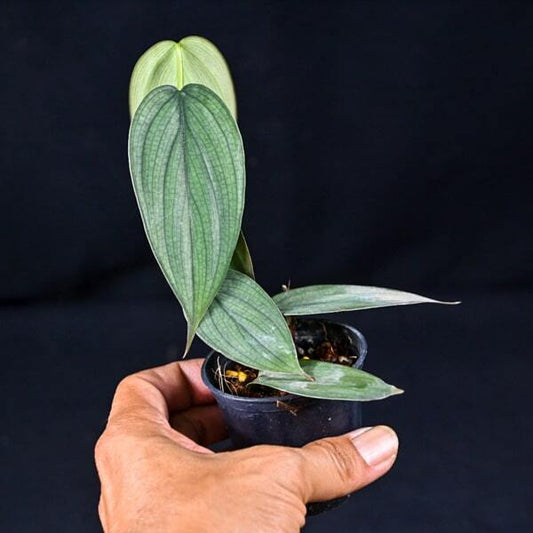 Philodendron BURLE MARX FANTASY