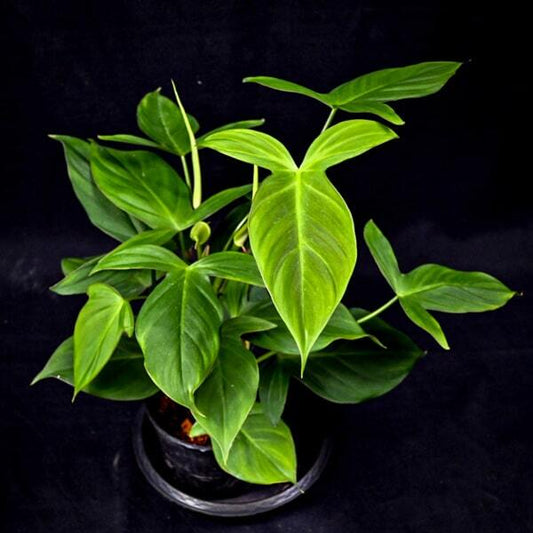 Philodendron CAMPOSPORTOANUM