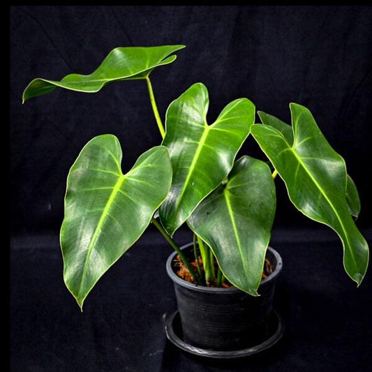 Philodendron CORCOVADENSIS