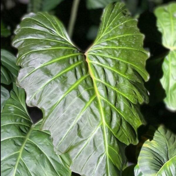 Philodendron CORSINIANUM