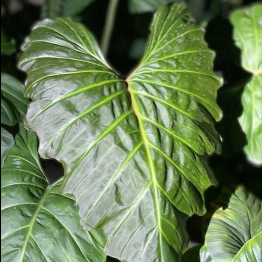 Philodendron CORSINIANUM
