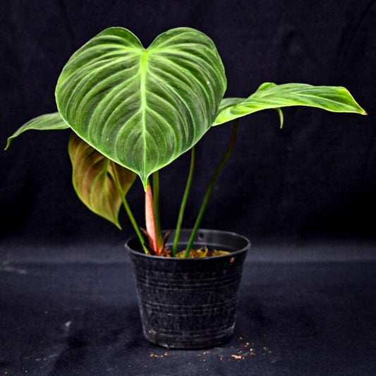 Philodendron EL CHOCO RED